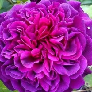 Meet your Posher, Quinnisha